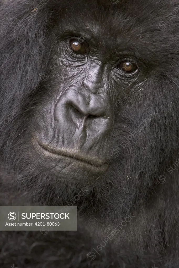 Mountain Gorilla (Gorilla gorilla beringei) female, Parc National Des Volcans, Rwanda