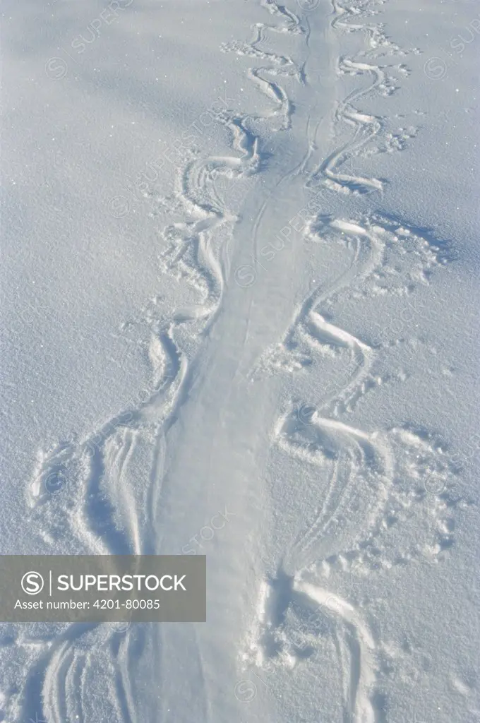 Crabeater Seal (Lobodon carcinophagus) tracks in snow, Weddell Sea, Antarctica