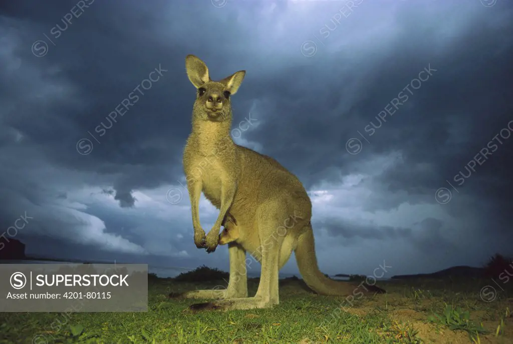 Eastern Grey Kangaroo (Macropus giganteus) mother standing under storm clouds with joey in pouch, Australia