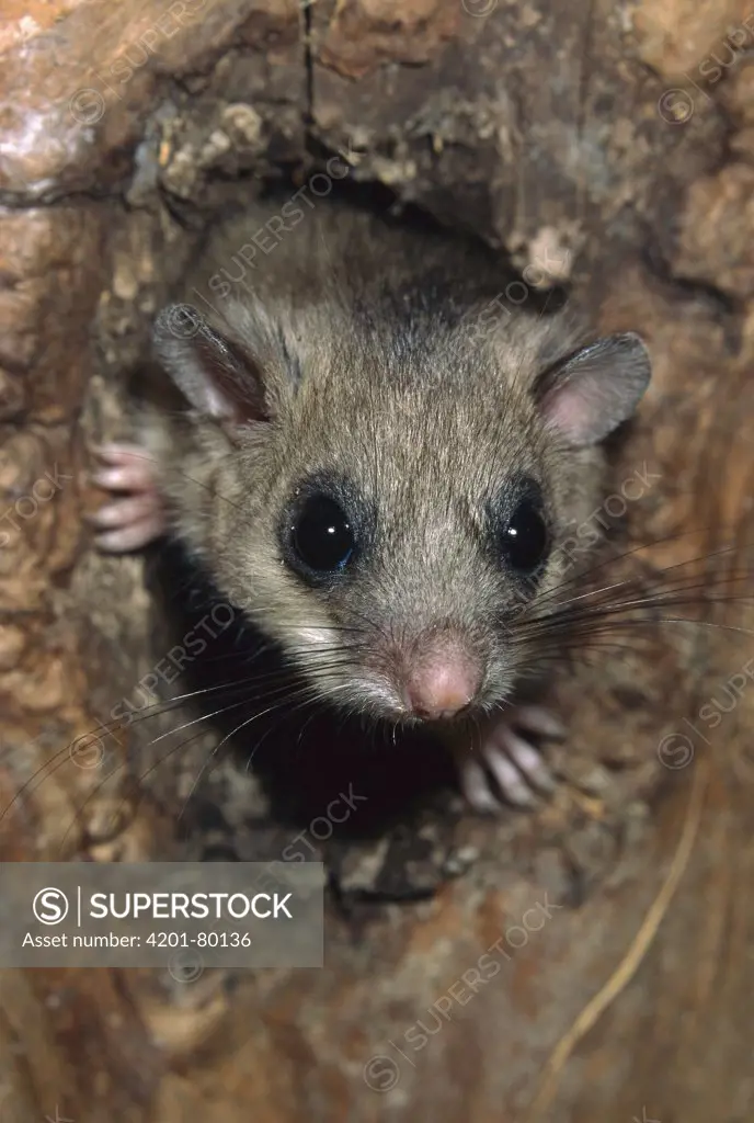 Fat Dormouse (Glis glis) peeking out of nest hole, Austria