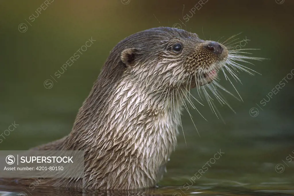 European River Otter (Lutra lutra) close up portrait showing whiskers, Europe