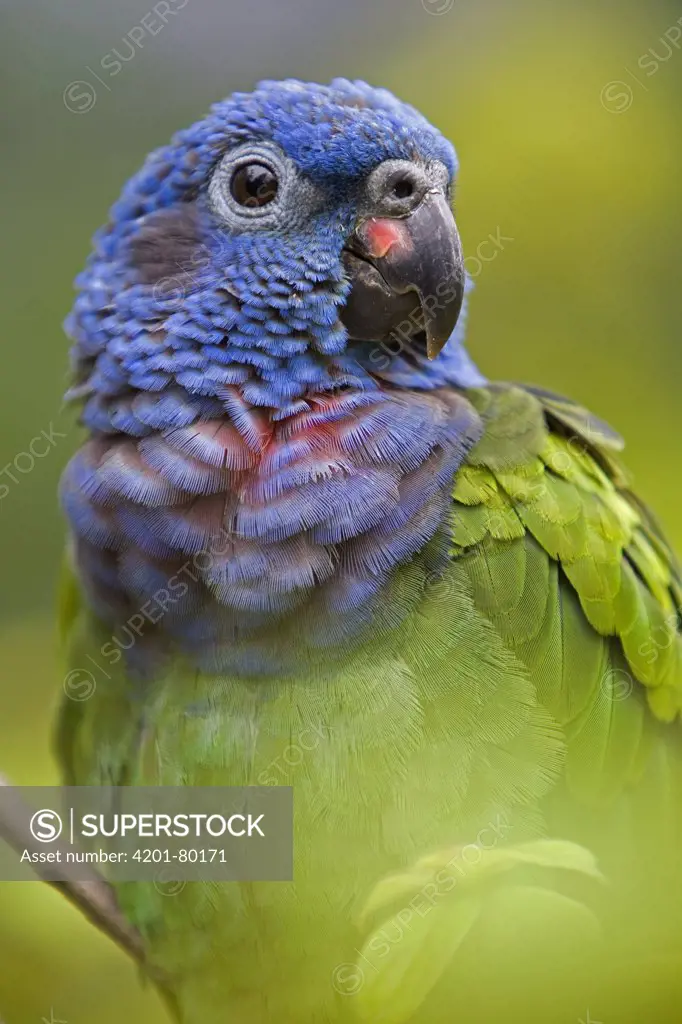 Blue-headed Parrot (Pionus menstruus) portrait, Amazon ecosystem, Peru