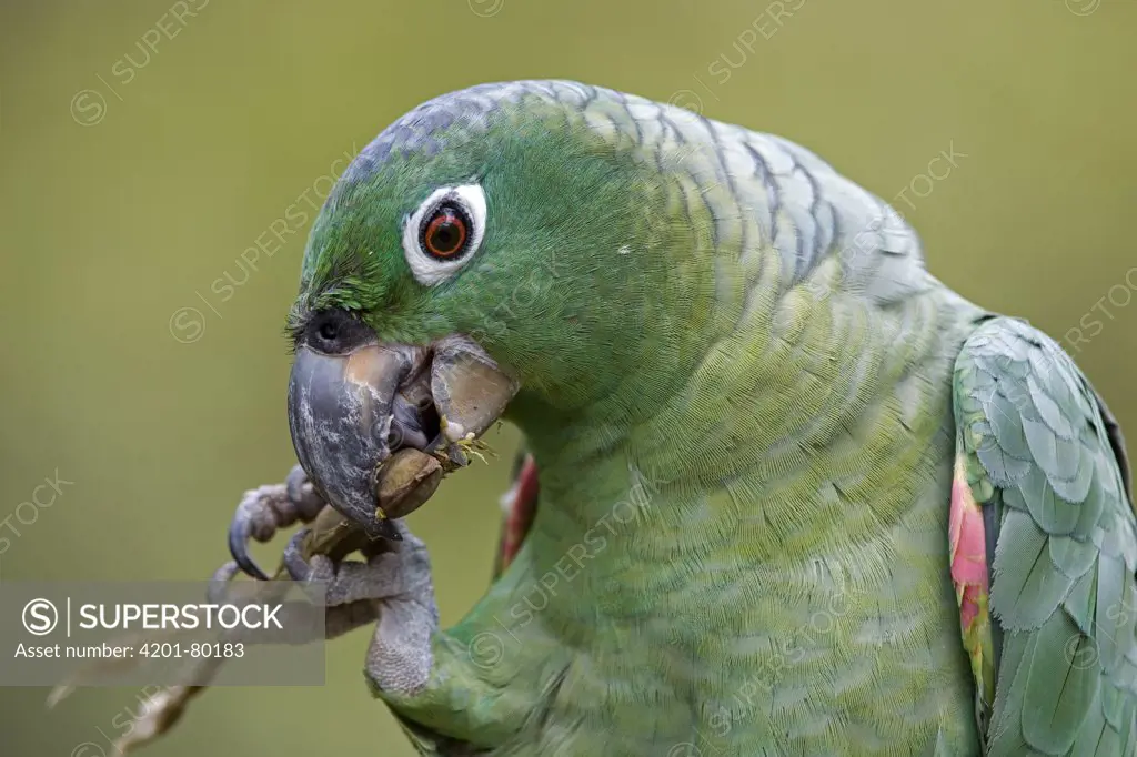 Mealy Parrot (Amazona farinosa) eating seeds, Amazon, Peru