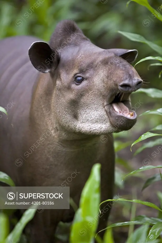 Brazilian Tapir (Tapirus terrestris) calling in rainforest, Amazon ecosystem, vulnerable, Peru