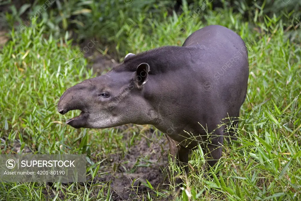 Brazilian Tapir (Tapirus terrestris) calling in rainforest, Amazon ecosystem, vulnerable, Peru