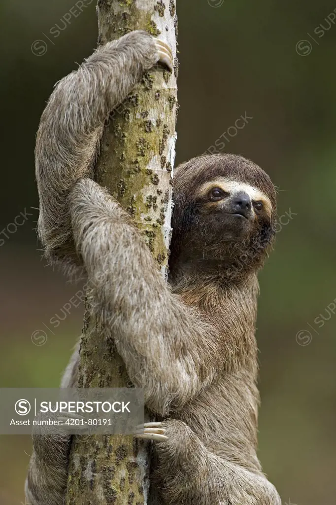 Brown-throated Three-toed Sloth (Bradypus variegatus) climbing up a tree trunk, Amazon ecosystem, Peru
