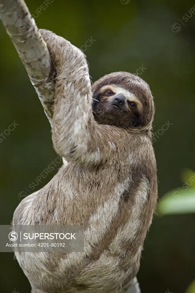 Brown-throated Three-toed Sloth (Bradypus variegatus) portrait, Amazon ecosystem, Peru