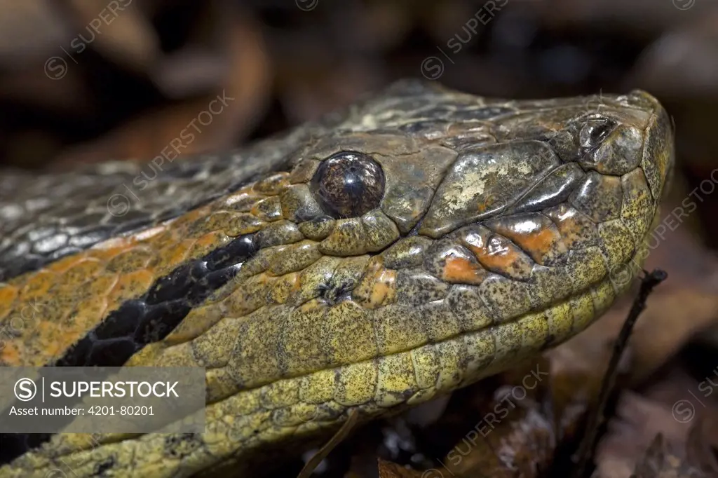 Green Anaconda (Eunectes murinus) close up, portrait of head, Amazon ecosystem, Peru