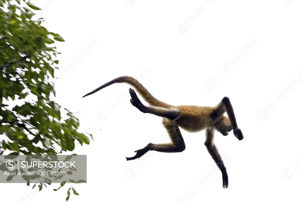 Black-handed Spider Monkey (Ateles geoffroyi) jumping from tree to tree, Santa Rosa National Park, Costa Rica