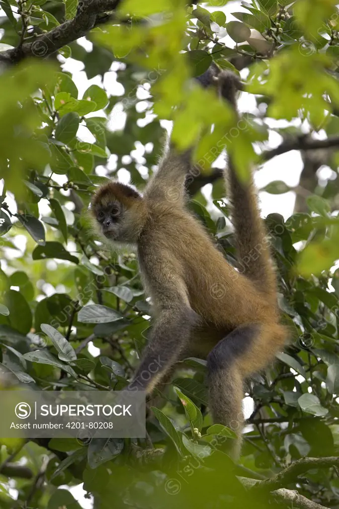 Black-handed Spider Monkey (Ateles geoffroyi) hanging by its prehensile tail in forest canopy, Santa Rosa National Park, Costa Rica