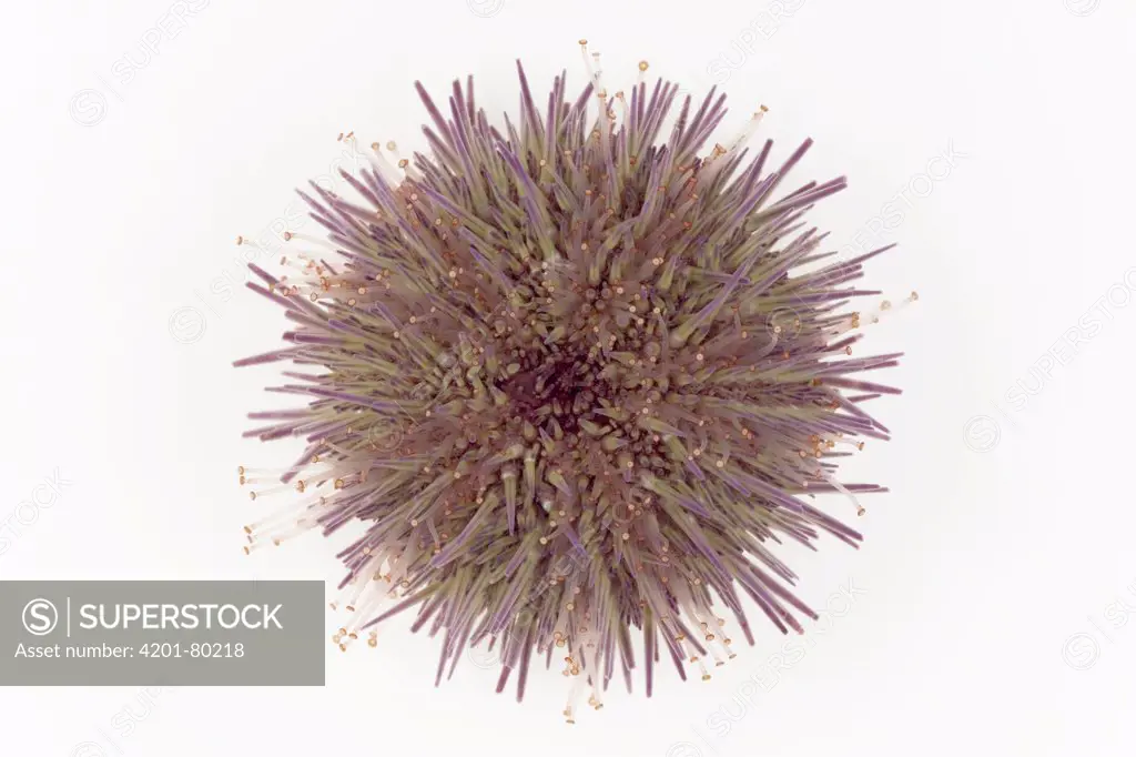 Sand Sea Urchin (Psammechinus miliaris) diameter approximately four centimeters, North Sea, Helgoland, Germany