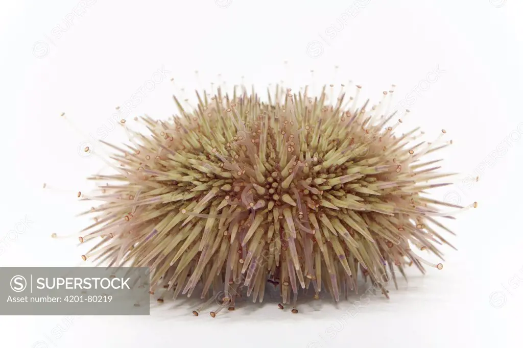 Sand Sea Urchin (Psammechinus miliaris) diameter approximately four centimeters, North Sea, Helgoland, Germany