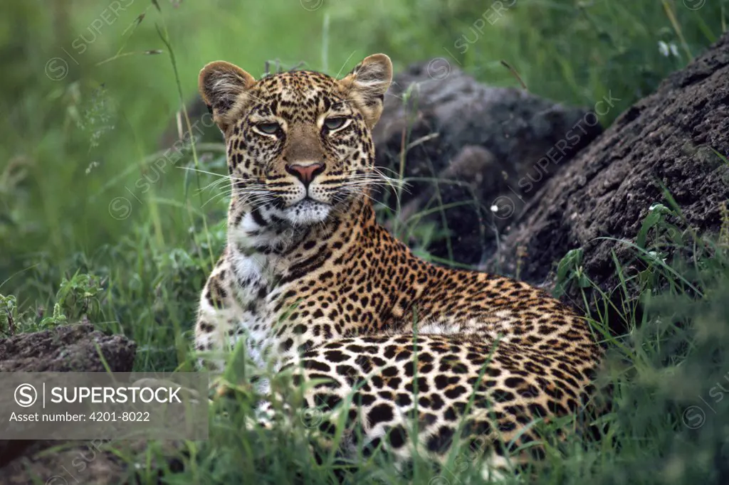 Leopard (Panthera pardus) female resting in grass, Masai Mara, Kenya