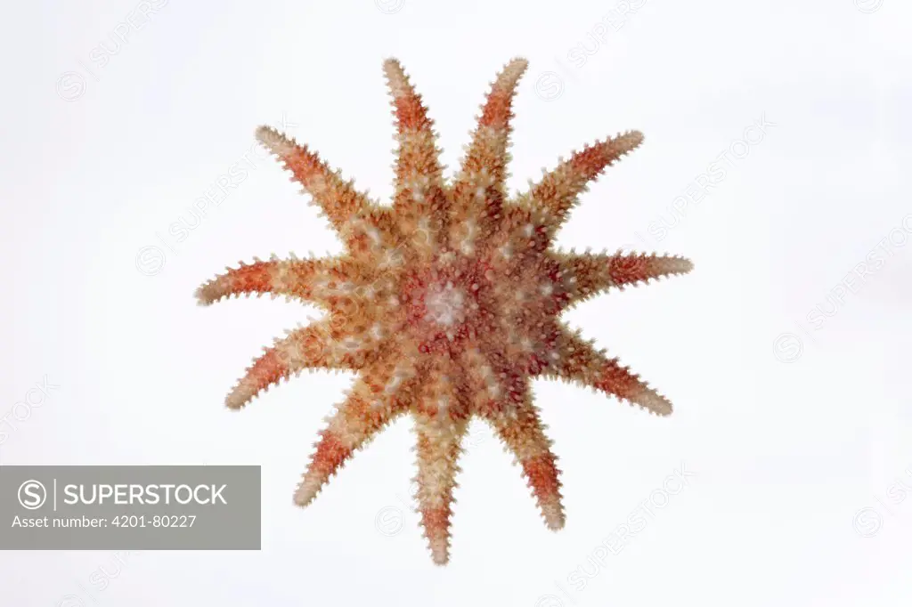 Common Sun Star (Crossaster papposus) diameter approximately fourteen centimeters, North Sea, Helgoland, Germany