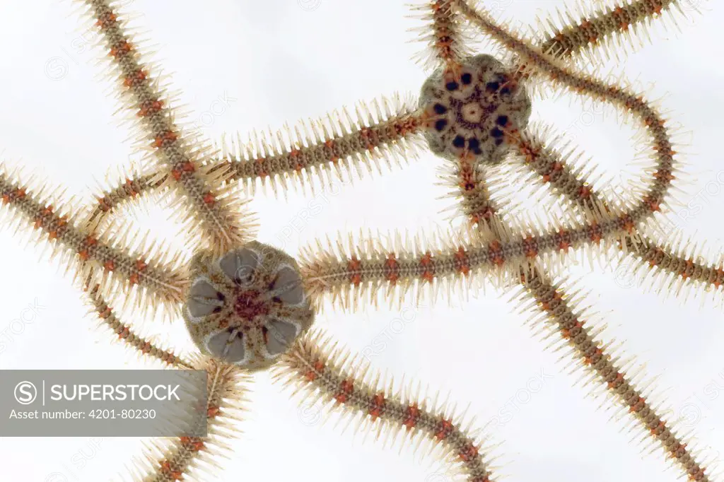 Common Brittlestar (Ophiothrix fragilis) detail, outstretched approximately eighteen centimeters, North Sea, Helgoland, Germany