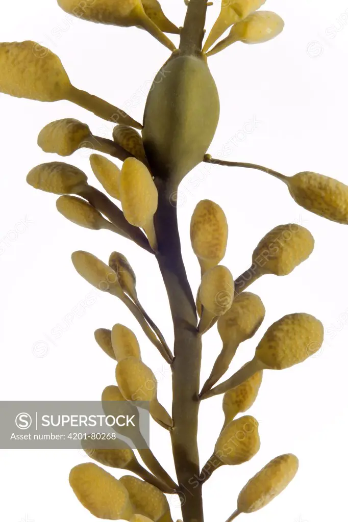 Knotted Wrack (Ascophyllum nodosum) an edible seaweed sixteen centimeters, Helgoland, Germany