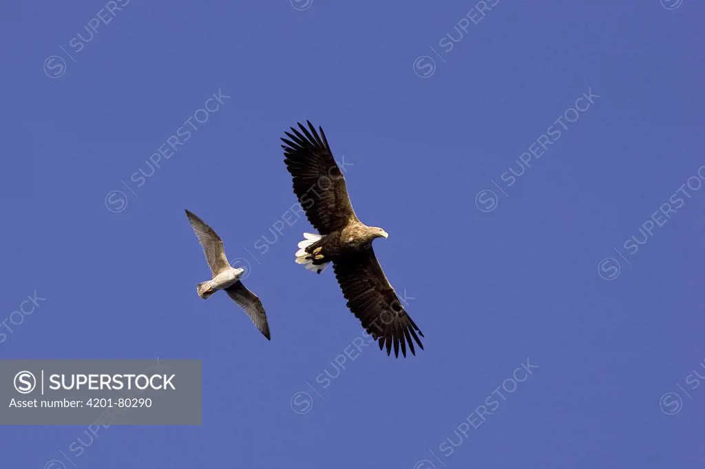 White-tailed Eagle (Haliaeetus albicilla) flying being mobbed by Herring Gull (Larus argentatus), Norway