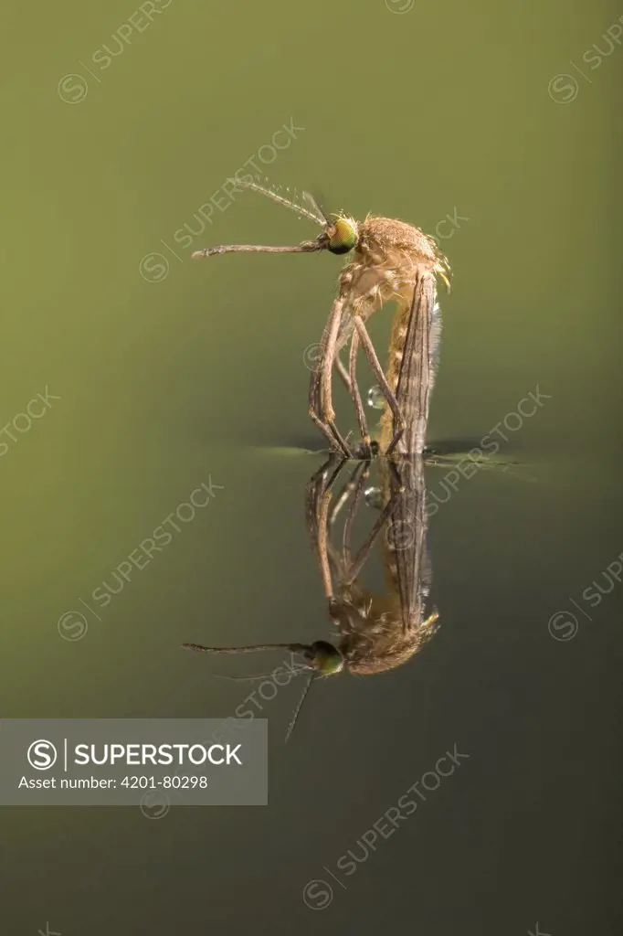 Mosquito (Aedes sp) hatching on waters surface, Germany