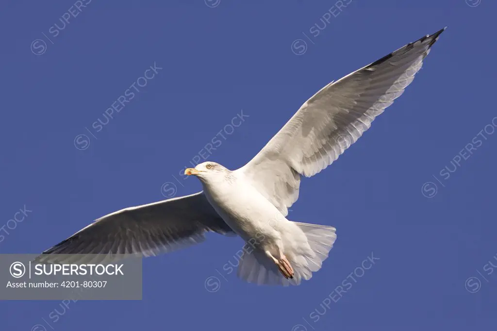 Herring Gull (Larus argentatus) flying, Norway