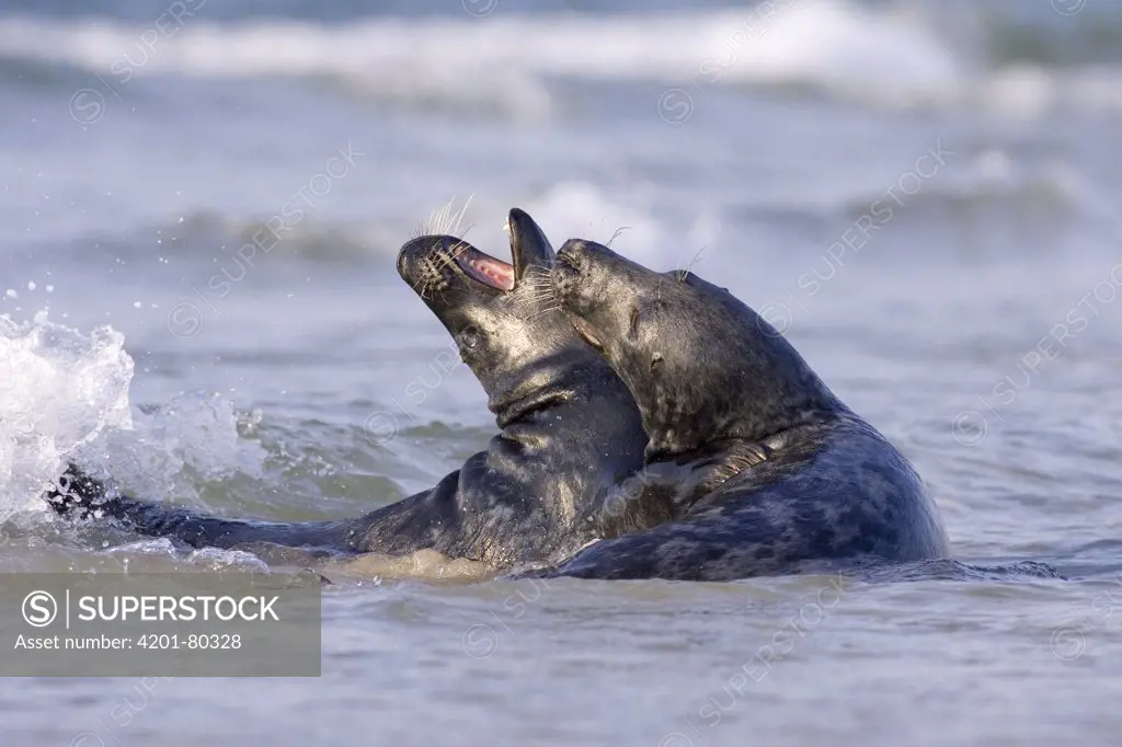 Grey Seal (Halichoerus grypus) play fighting, North Sea, Helgoland, Germany
