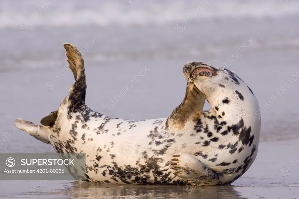 Grey Seal (Halichoerus grypus) scratching on beach, North Sea, Helgoland, Germany