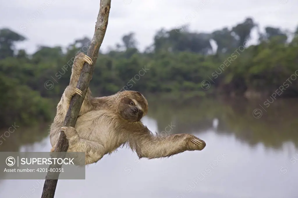 Brown-throated Three-toed Sloth (Bradypus variegatus) hanging in tree, Amazon, Peru