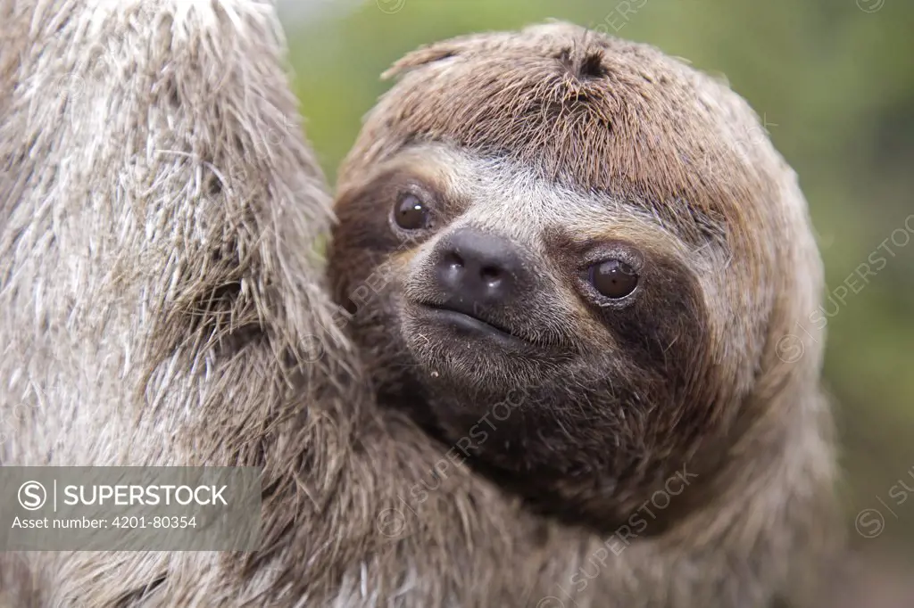 Brown-throated Three-toed Sloth (Bradypus variegatus) portrait, Amazon, Peru