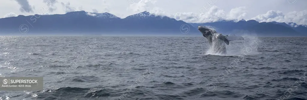 Humpback Whale (Megaptera novaeangliae) breaching, Chatham Strait, Southeast Alaska
