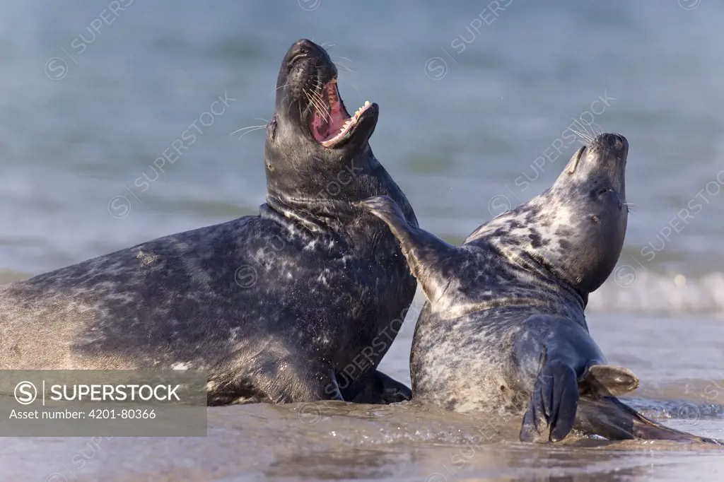 Grey Seal (Halichoerus grypus) play fighting in shallows, North Sea, Helgoland, Germany