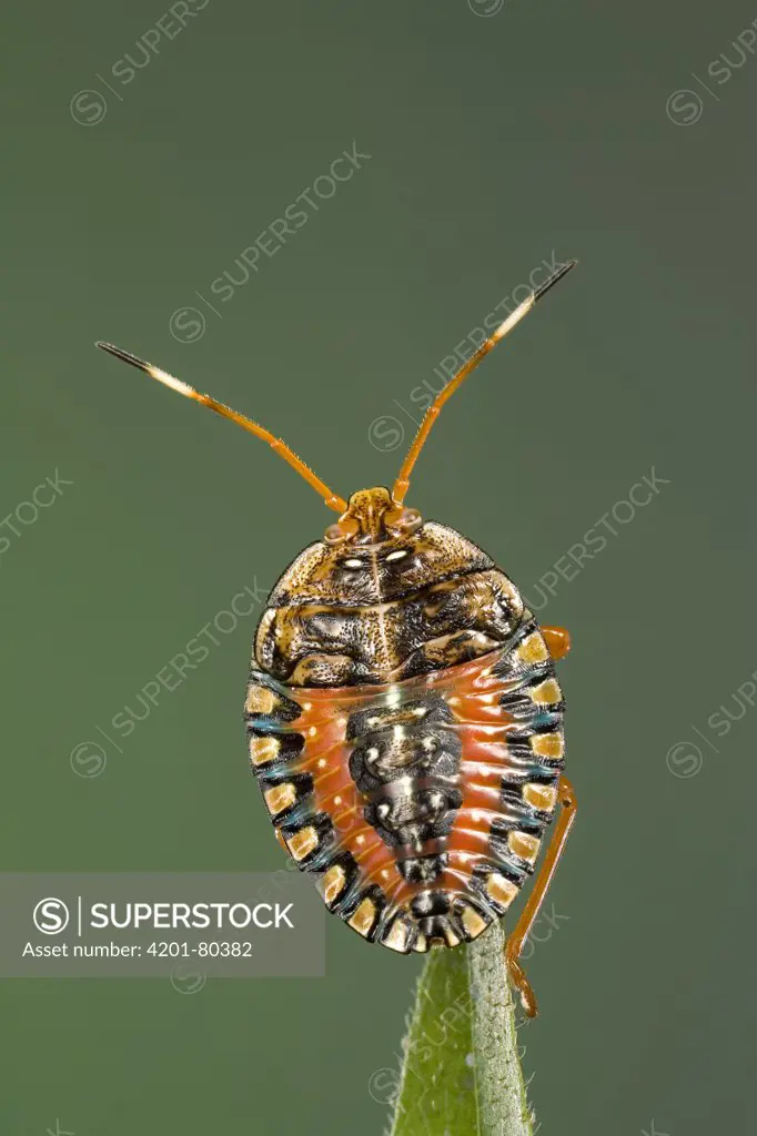 Stink Bug (Pentatomidae) nymph, portrait, a true bug of the Heteroptera suborder, Guanacaste, Costa Rica