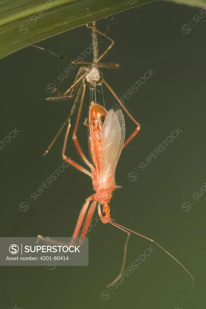 Assassin Bug (Heza sp) emerging from molted carapace, a true bug of the Heteroptera suborder, Guanacaste, Costa Rica