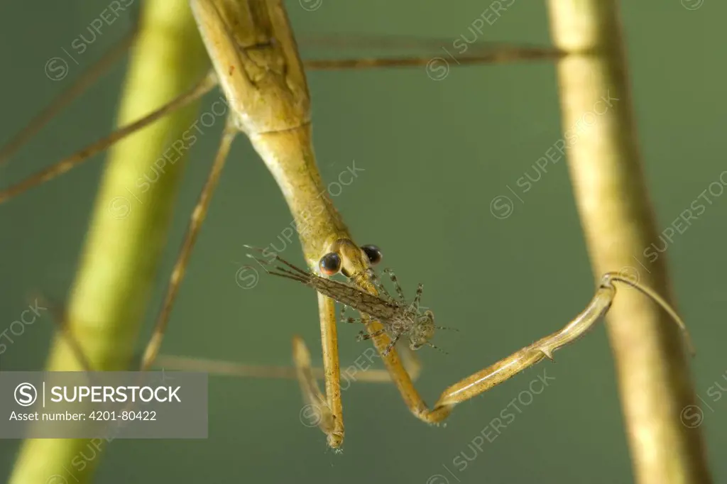 Water Stick Insect (Ranatra linearis) eating Fly larva prey, a true bug of the Heteroptera suborder, Europe