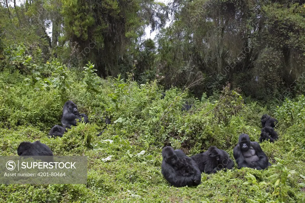 Mountain Gorilla (Gorilla gorilla beringei) group resting, endangered species, Parc National des Volcans, Rwanda