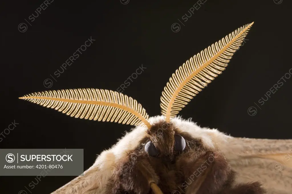 Giant Peacock Moth (Saturnia pyri) portrait, Europe