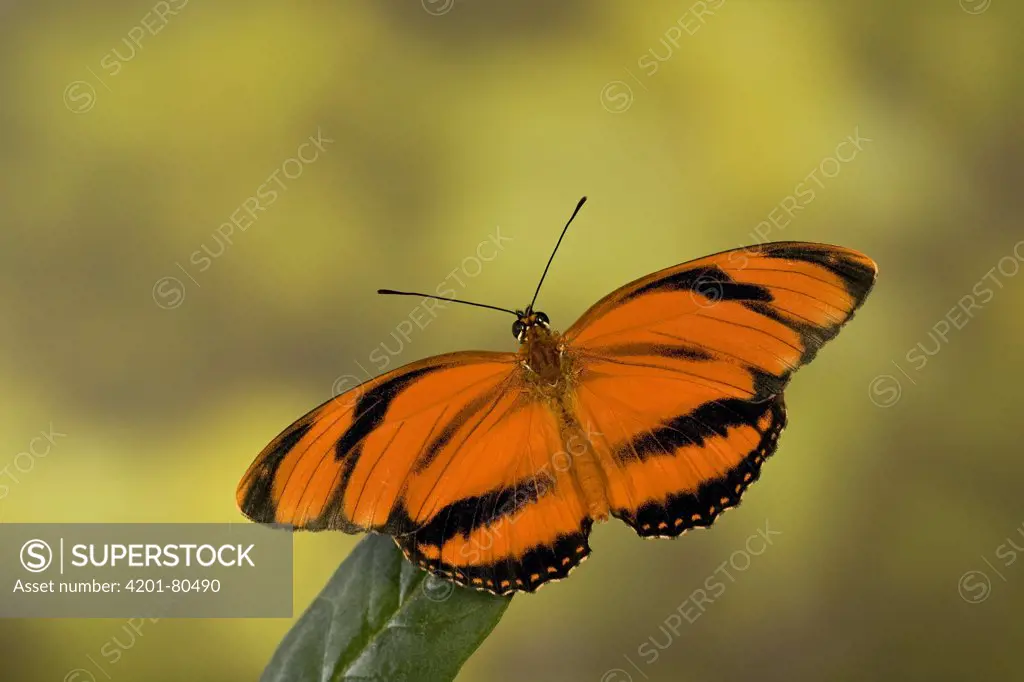 Banded Orange Heliconian (Dryadula phaetusa) butterfly, native to Central and South America