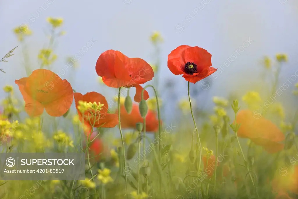 Red Poppy (Papaver rhoeas) flowers, Europe