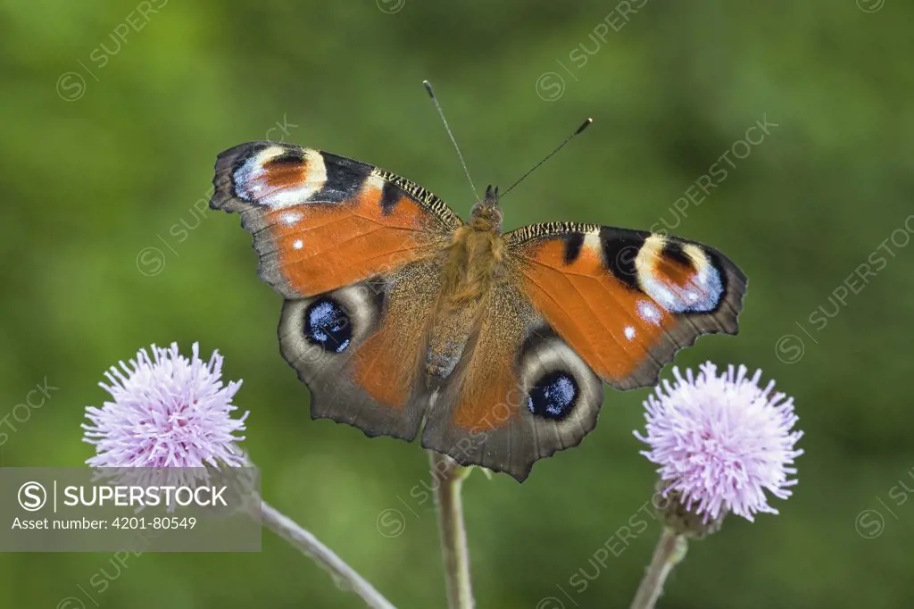 Peacock Butterfly (Inachis io) on flower, displaying false eyespots, Europe