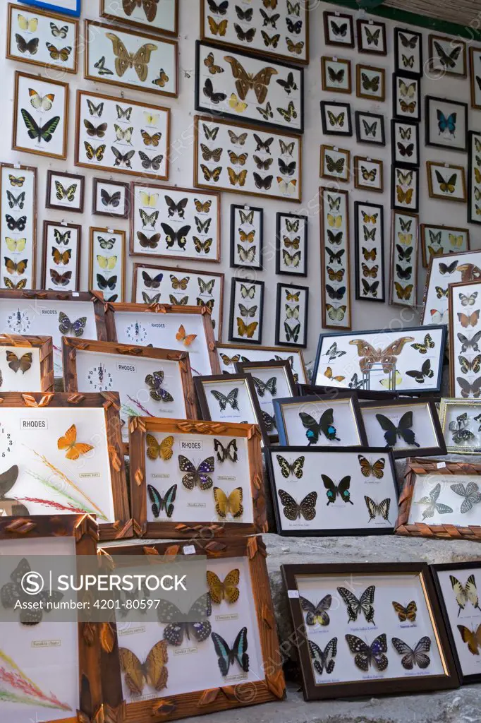 Collection of butterfly specimens, Valley of the Butterflies, Rhodes, Greece
