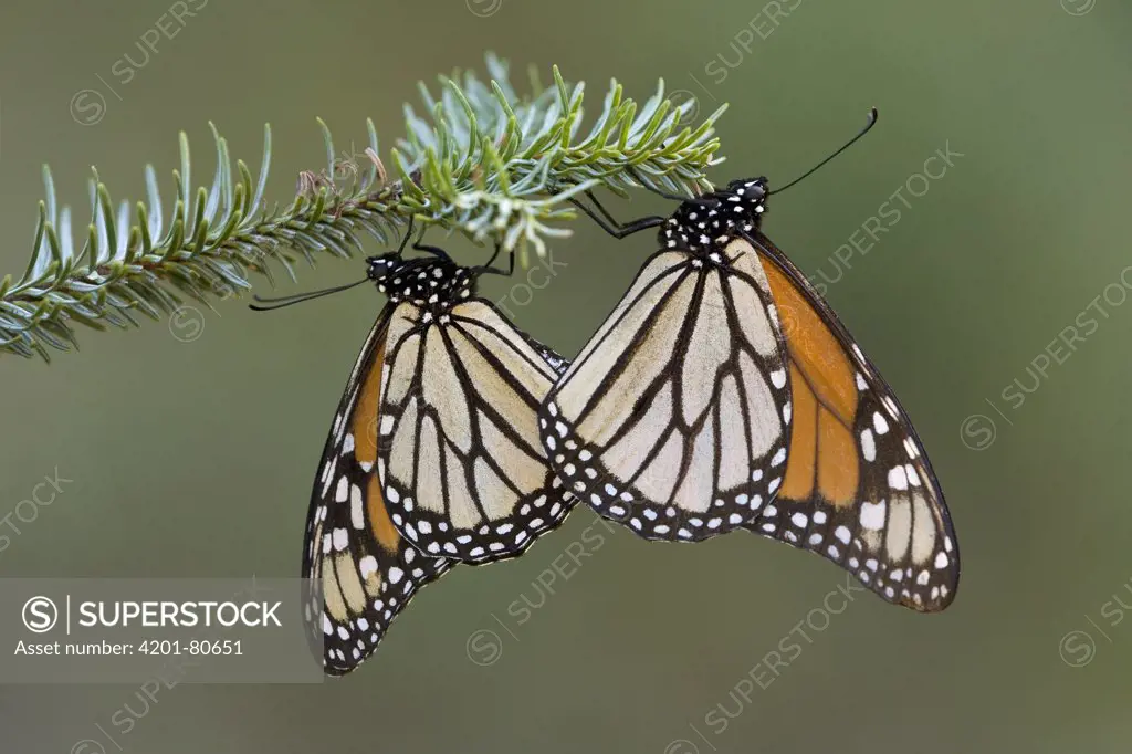 Monarch (Danaus plexippus) butterflies mating, Mexico