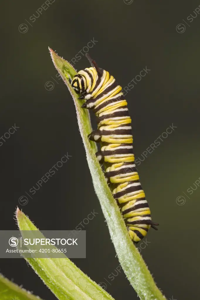 Monarch (Danaus plexippus) butterfly caterpillar feeding on Milkweed (Asclepias sp) leaf, Cape May, New Jersey