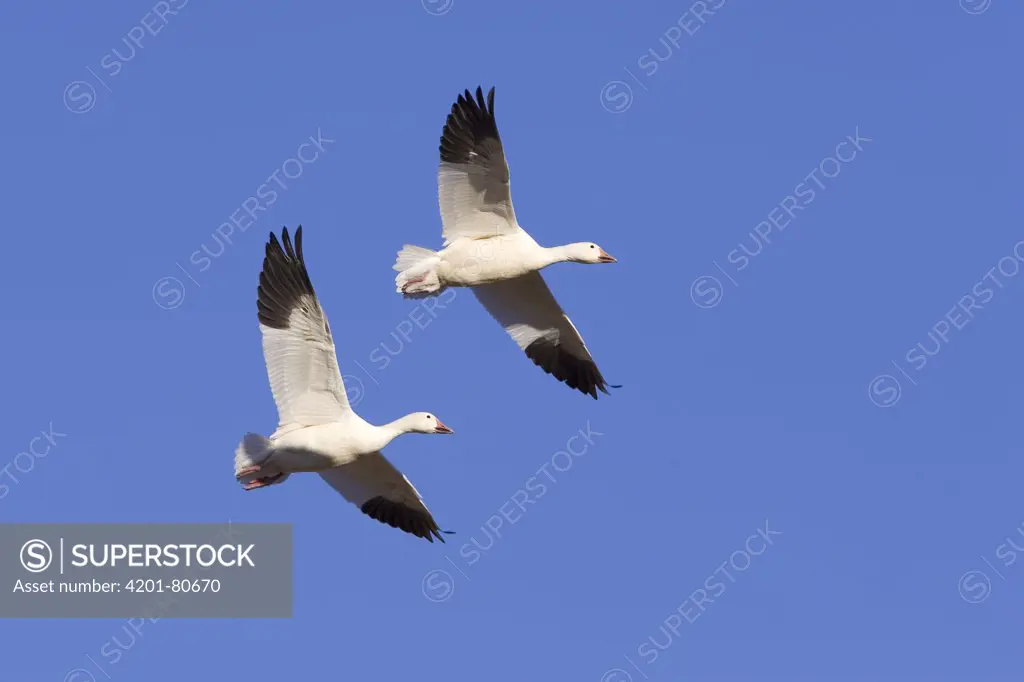 Snow Goose (Chen caerulescens) pair flying, Bosque del Apache National Wildlife Refuge, New Mexico