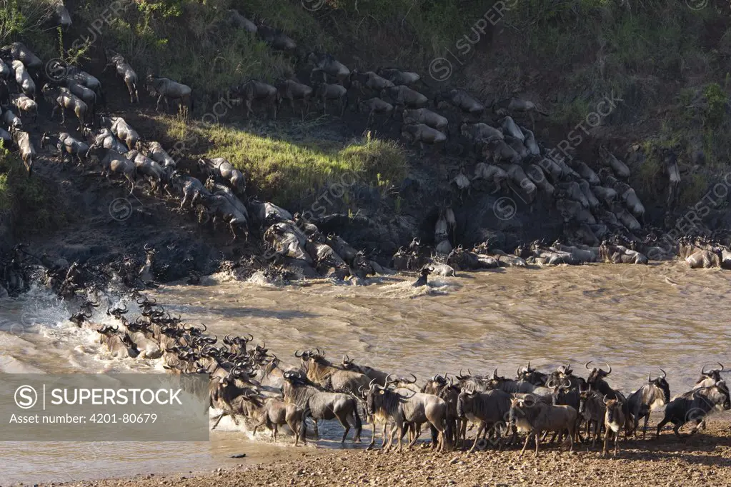 Blue Wildebeest (Connochaetes taurinus) herd crossing Mara River during migration, Masai Mara National Reserve, Kenya