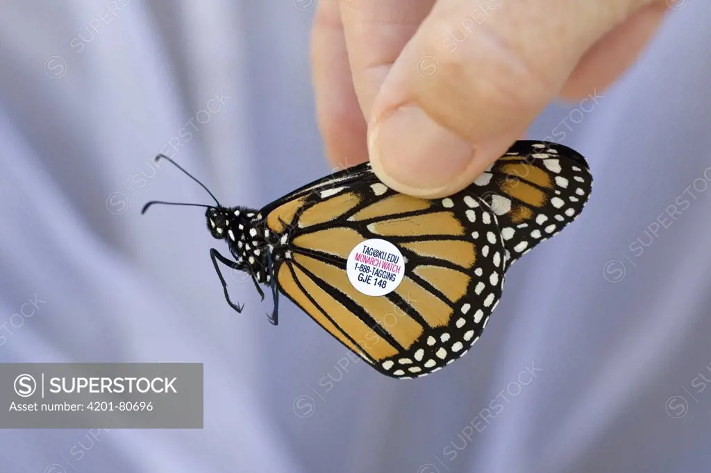 Monarch (Danaus plexippus) butterfly tagged by scientists to find out more about migratory flight routes and patterns, Cape May, New Jersey