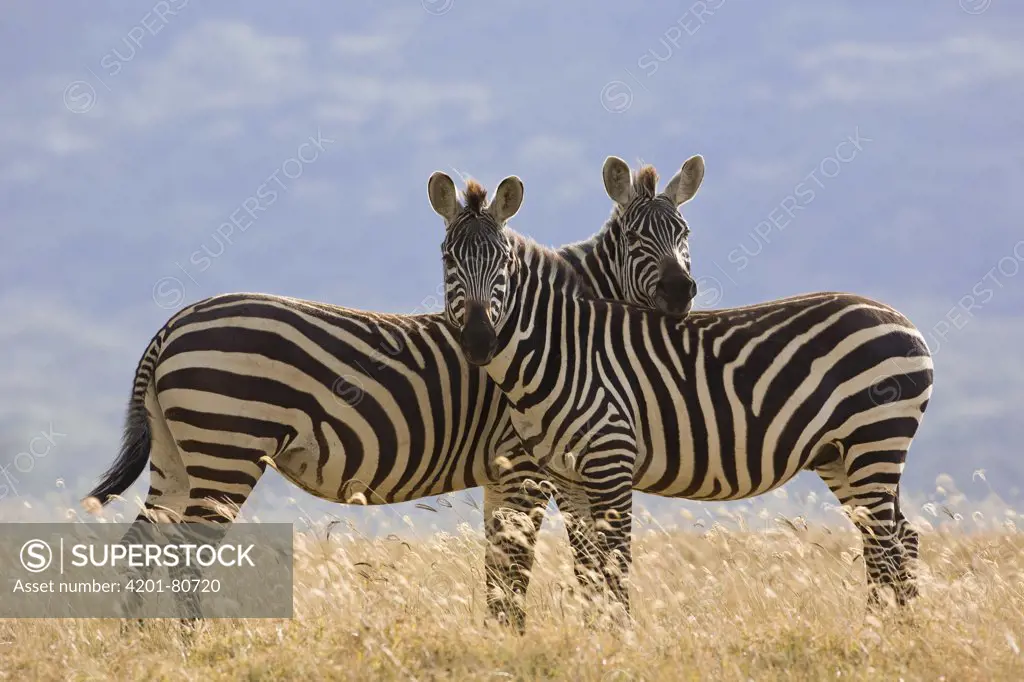 Burchell's Zebra (Equus burchellii), Lake Nakuru National Park, Kenya