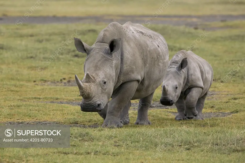 White Rhinoceros (Ceratotherium simum) mother with juvenile, Lake Nakuru, Kenya