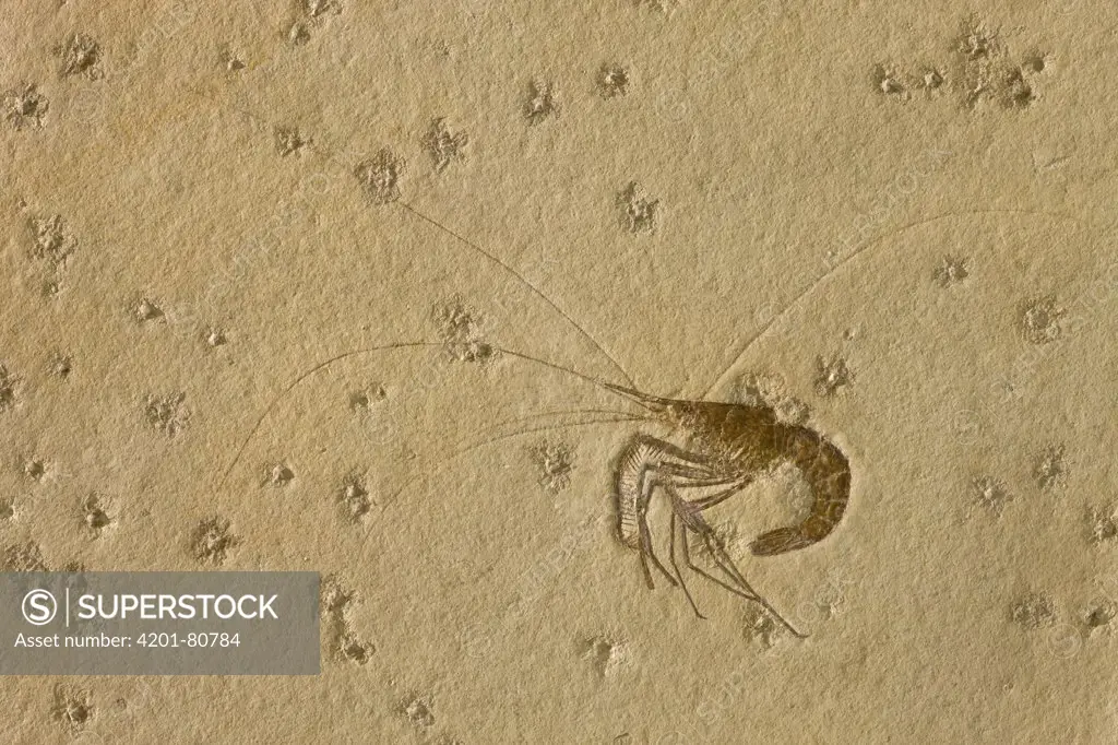 Crustacean (Aeger spinipes) fossil, about 150 million years old, Solnhofen, Bavaria, Germany