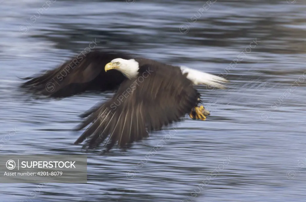 Bald Eagle (Haliaeetus leucocephalus) flying with captured fish in talons, Homer, Alaska