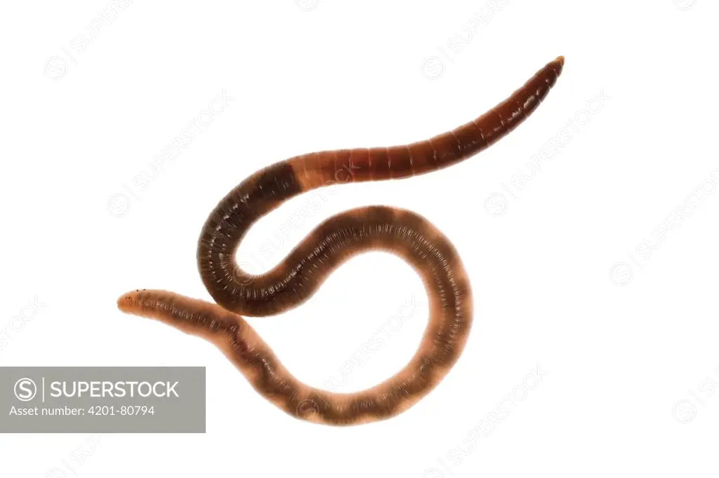 Common Earthworm (Lumbricus terrestris), Germany