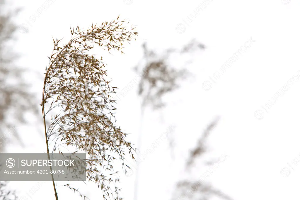 Common Reed (Phragmites australis) showing seeds, Germany