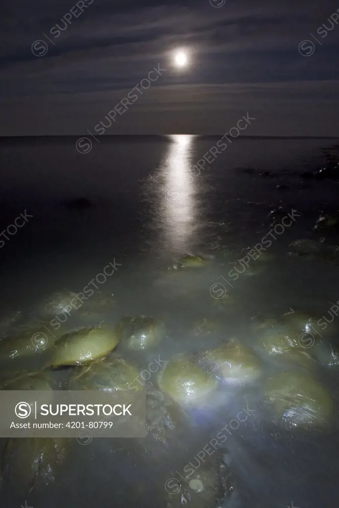 Horseshoe Crab (Limulus polyphemus) mass spawning at full moon, Delaware Bay, Delaware